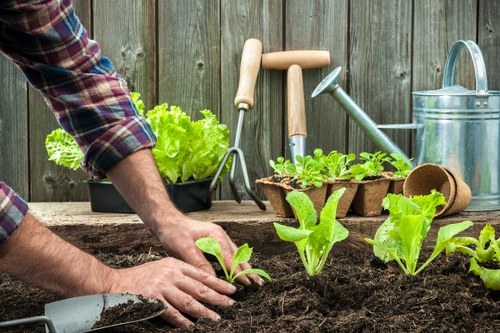 Lewisham gardeners maintaining a vibrant residential garden