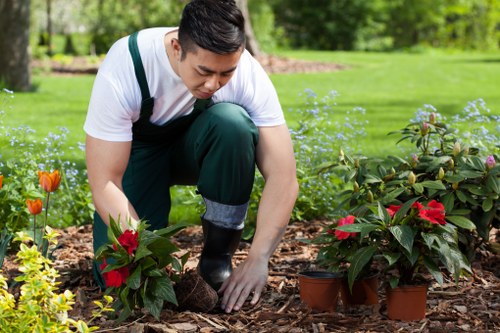 Lawn care and pruning as part of garden maintenance in Lewisham
